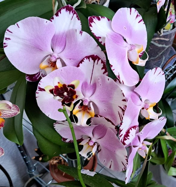  - Phalaenopsis 2