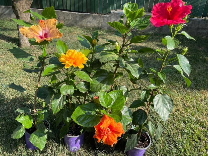 54DAC633-9DAF-4195-81C0-6CC6566E48E2 - x-HD 1290 - pierdut