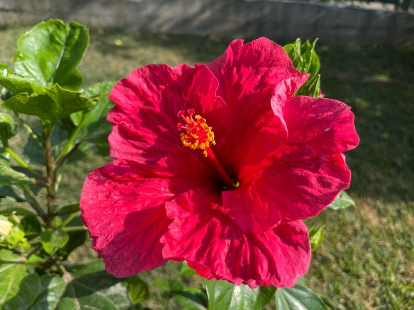 EF73AEB1-BD98-4819-97CC-CA9FF3D4EFAC - 001 - Hibiscusi