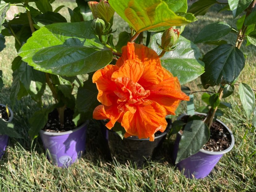 EEEFF2DE-93DA-4105-8F49-5C568CDF7A37 - 001 - Hibiscusi