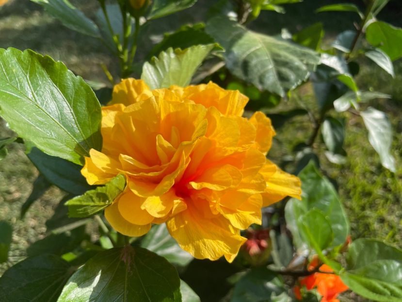 2016B918-D864-44B5-B2AB-F8457D84AAB4 - 001 - Hibiscusi