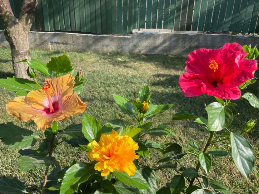 73BDE3B1-885E-41D6-A5D0-828635EB8BFC - 001 - Hibiscusi