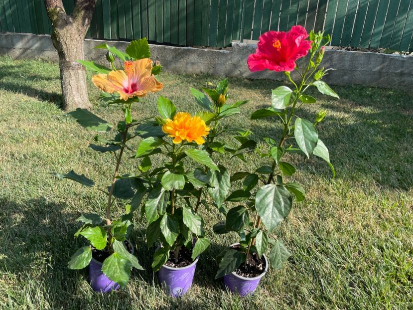 FDFC5E76-4183-49D6-94E8-2804F7F51B7E - 001 - Hibiscusi