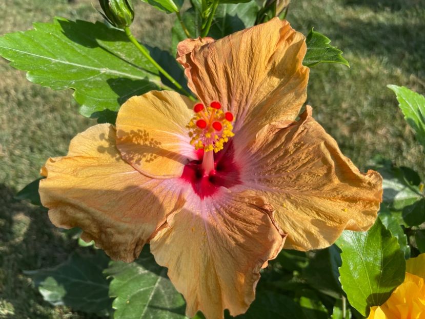 3FDD051B-E3B7-46EE-BC84-A64EBE2508E7 - 001 - Hibiscusi