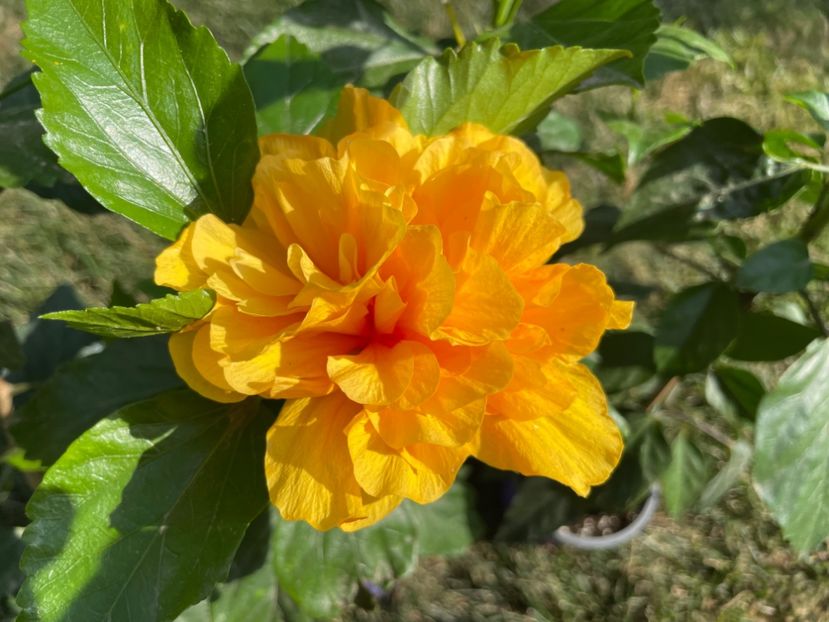 C4A3EC57-D266-4E96-A706-104B02E87F85 - 001 - Hibiscusi