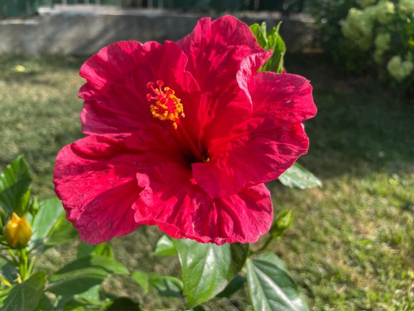 01EE3A74-ACB7-4144-A09E-9AFC9B610BA0 - 001 - Hibiscusi