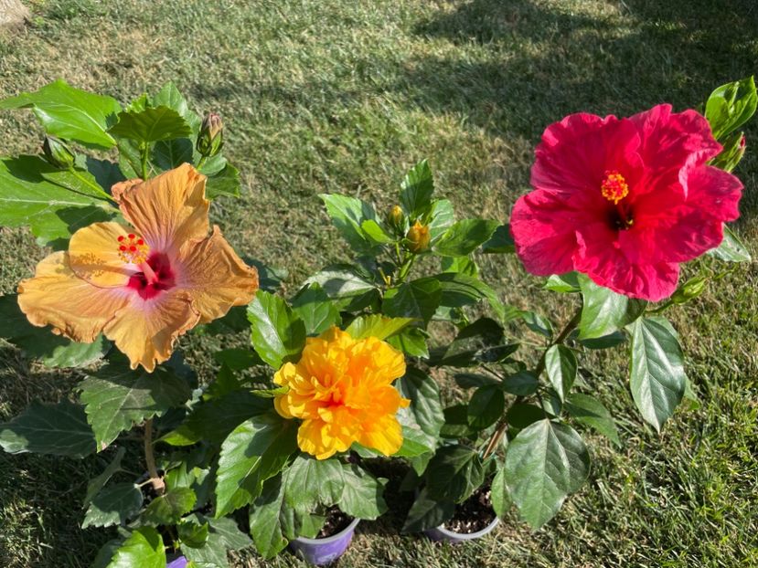 F638384D-C5ED-445D-BBAB-27883D687F88 - 001 - Hibiscusi