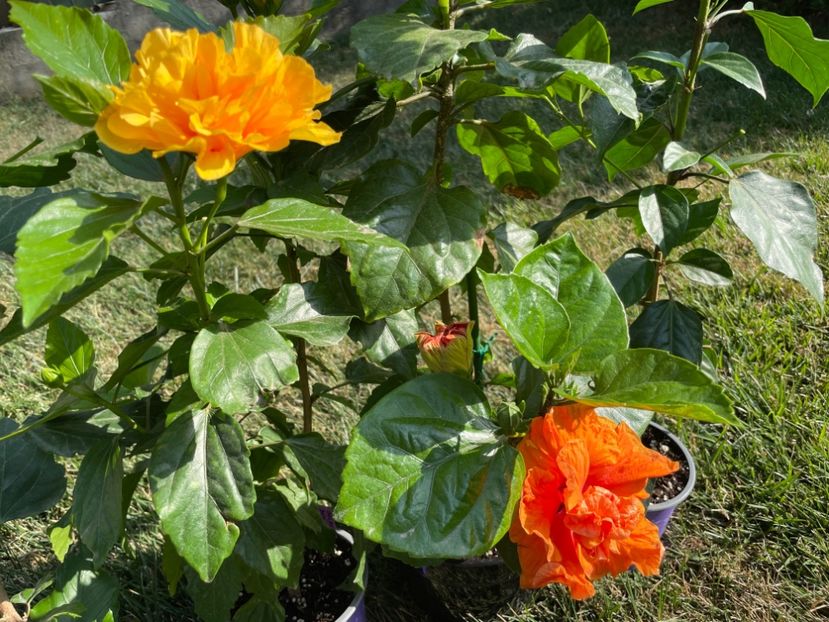 5672C133-901C-4F47-9CBC-3CB410FE2253 - 001 - Hibiscusi