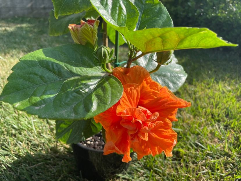 31B9AA65-C2A6-4551-A4E8-A06E22CC51CE - 001 - Hibiscusi