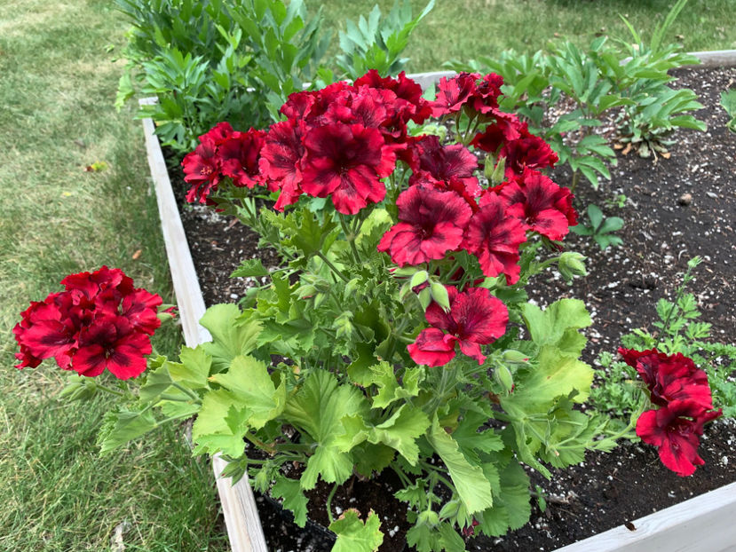  - Jurnalul gradinii 2023