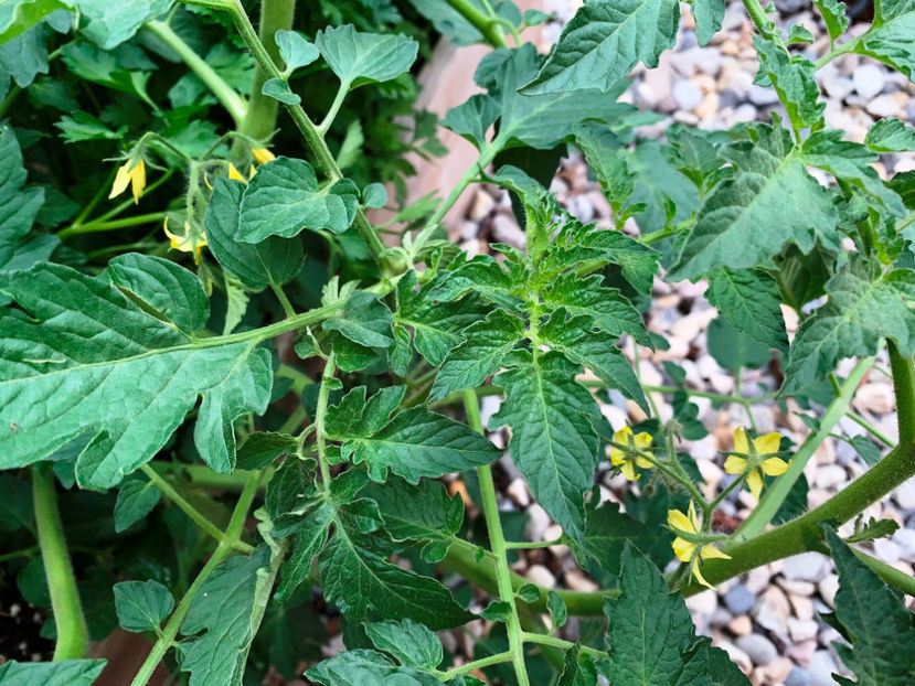  - Jurnalul gradinii 2023