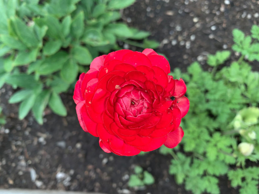  - Jurnalul gradinii 2023