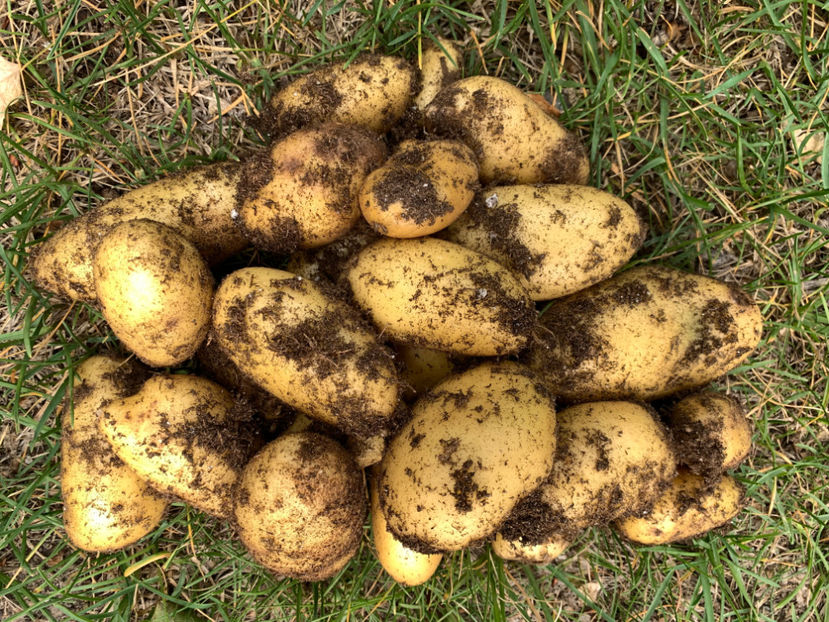 :))) - Jurnalul gradinii 2023