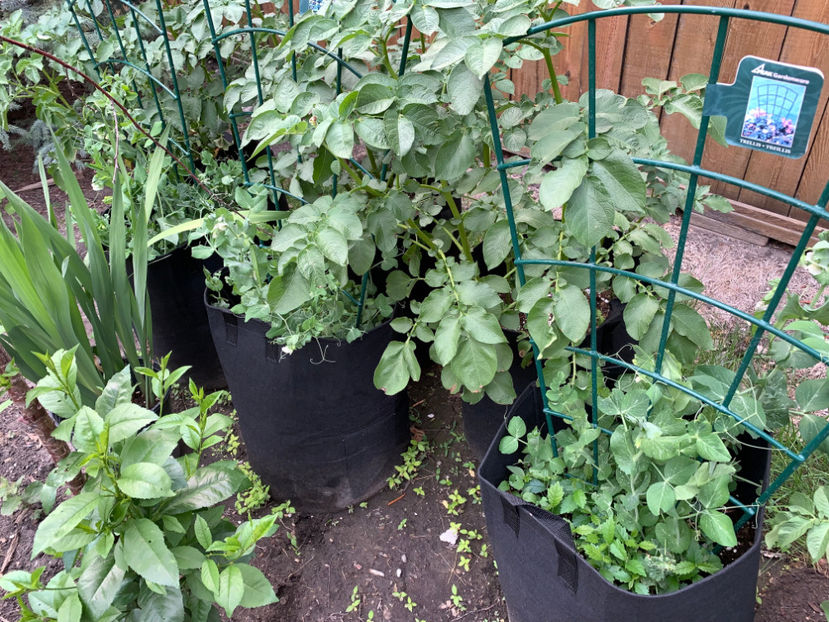  - Jurnalul gradinii 2023