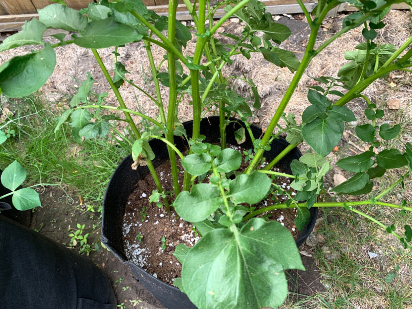  - Jurnalul gradinii 2023