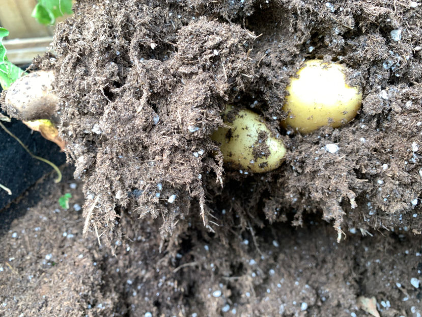  - Jurnalul gradinii 2023