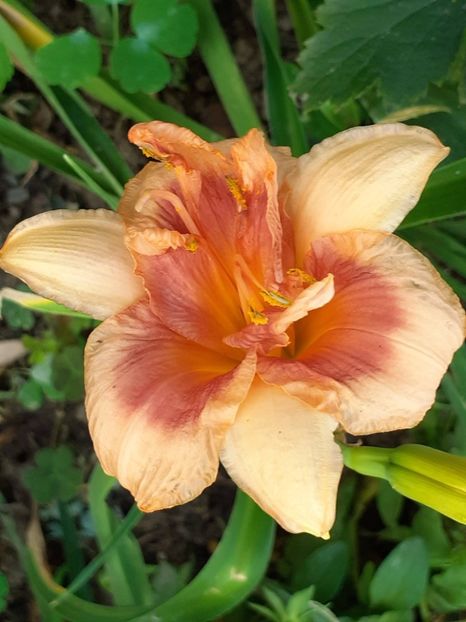  - 0001 HEMEROCALLIS - DELPHINUM