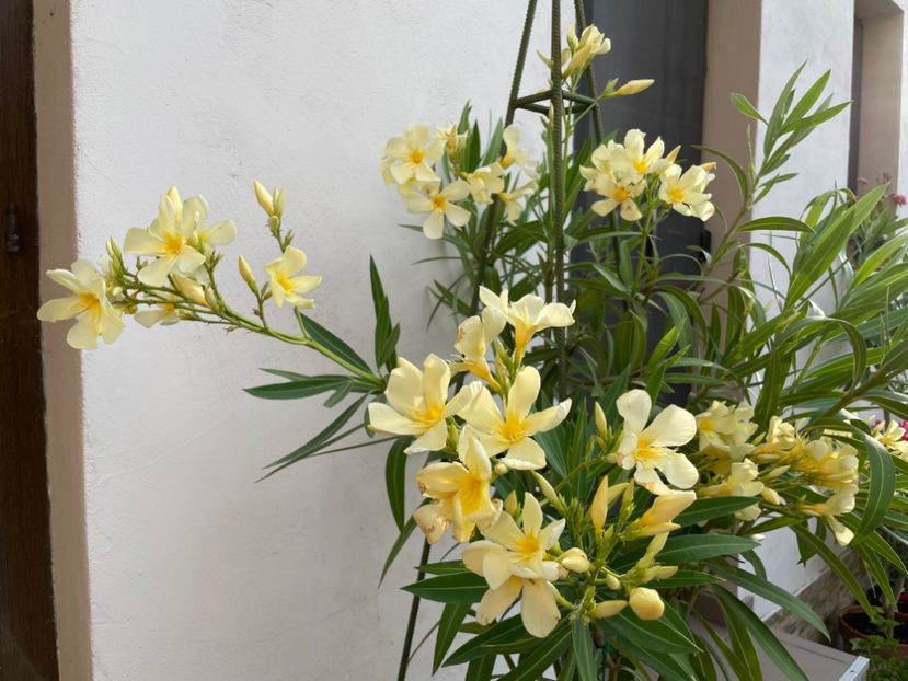 DBB8CBC6-5886-427F-8E96-89BAB9249319 - 0006 - Leandri 2023-2024-2025