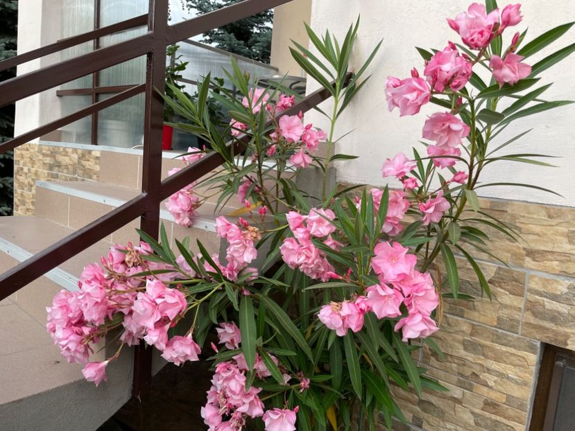 824B92BA-512E-4E32-890B-1104AB145B78 - 0006 - Leandri 2023-2024-2025