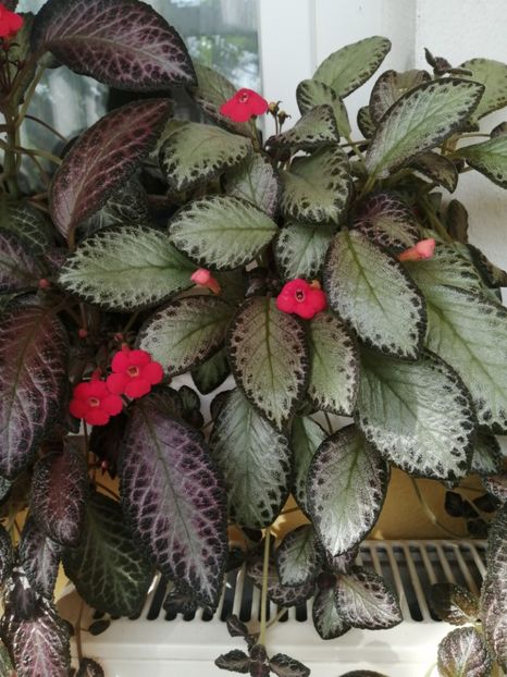  - EPISCIA