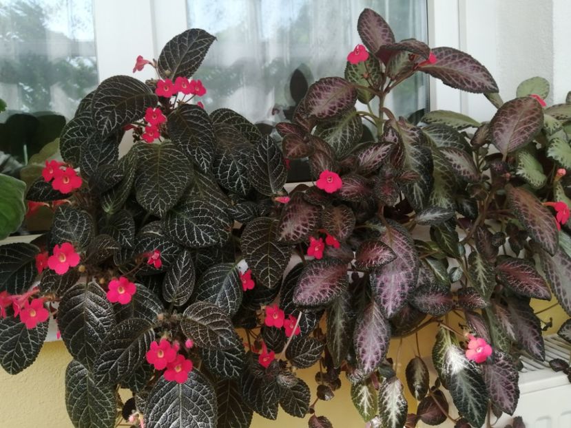  - EPISCIA