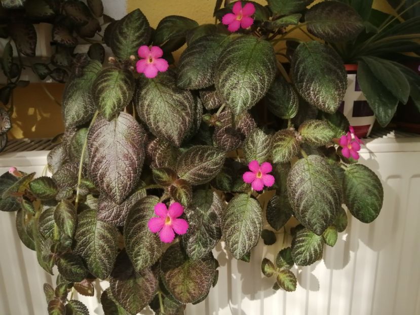  - EPISCIA