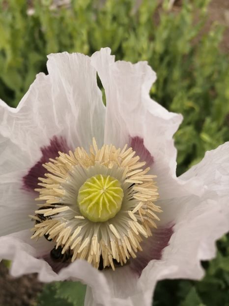  - SEMINTE MAC DE GRADINA - D 209 ROYAL WEDDING