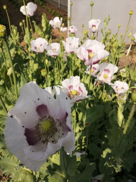  - SEMINTE MAC DE GRADINA - D 209 ROYAL WEDDING