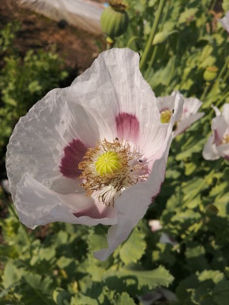  - SEMINTE MAC DE GRADINA - D 209 ROYAL WEDDING