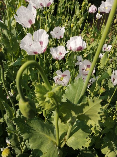  - SEMINTE MAC DE GRADINA - D 209 ROYAL WEDDING