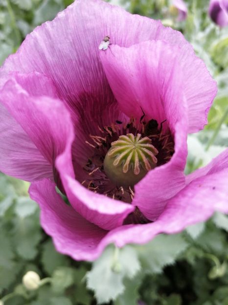  - SEMINTE MAC DE GRADINA - D 210 LAUREN S GRAPE