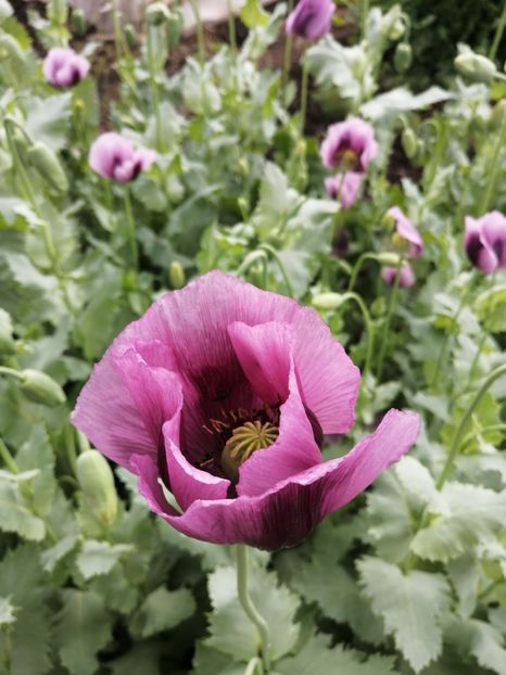  - SEMINTE MAC DE GRADINA - D 210 LAUREN S GRAPE