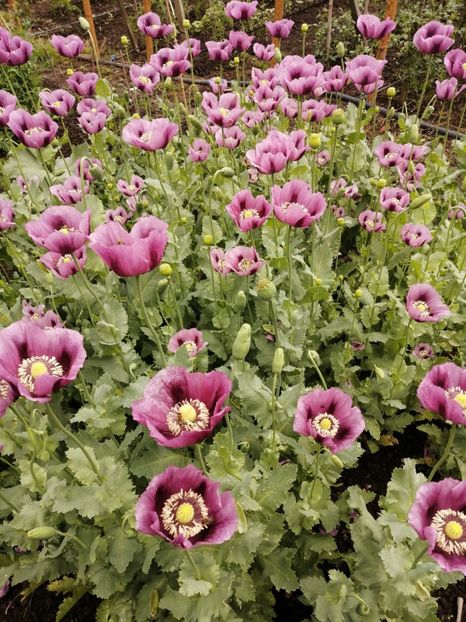  - SEMINTE MAC DE GRADINA - D 210 LAUREN S GRAPE