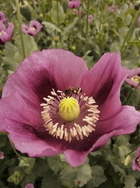  - SEMINTE MAC DE GRADINA - D 210 LAUREN S GRAPE