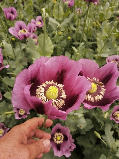  - SEMINTE MAC DE GRADINA - D 210 LAUREN S GRAPE