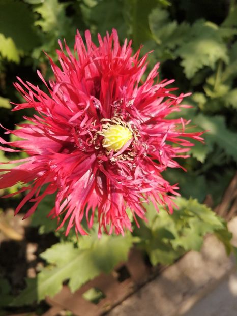  - SEMINTE MAC DE GRADINA - PAEONY DOUBLE MIXED