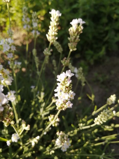  - SEMINTE LAVANDA ALBA - D 228 LAVANDULA NANA ALBA