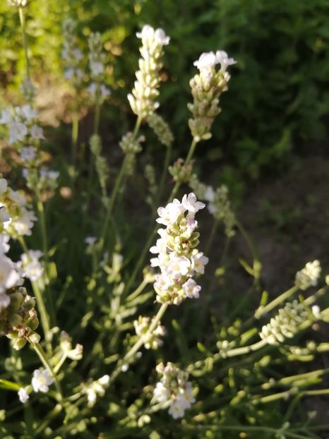  - SEMINTE LAVANDA ALBA - LAVANDULA ALBA NANA