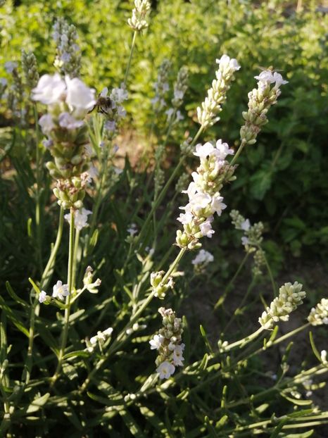  - SEMINTE LAVANDA ALBA - D 228 LAVANDULA NANA ALBA