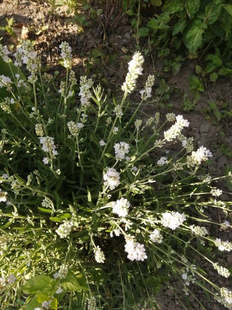  - SEMINTE LAVANDA ALBA - LAVANDULA ALBA NANA