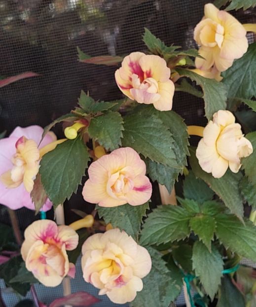  - RFs TROPICANA 2