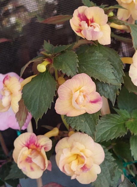  - RFs TROPICANA 2