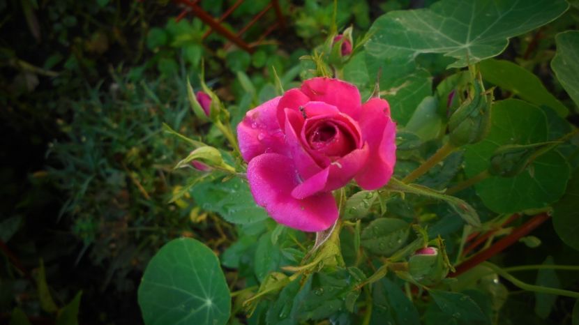  - Splendori in gradina