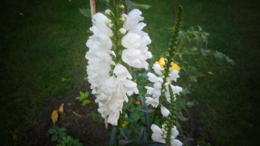 Physostegia virginiana - Splendori in gradina