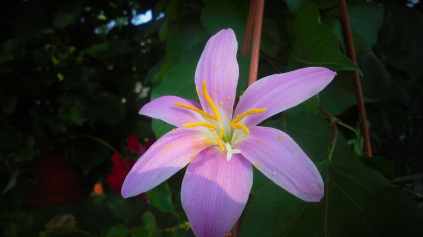 Zephyranthes - Splendori in gradina