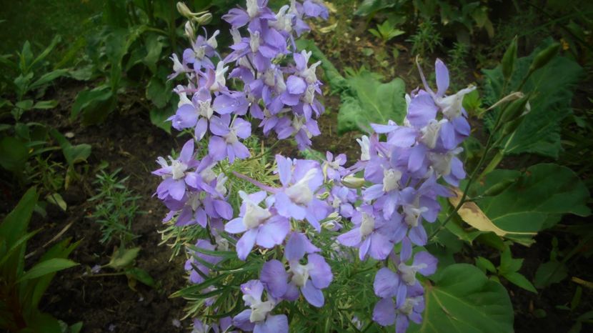 Delphinium anual - Splendori in gradina