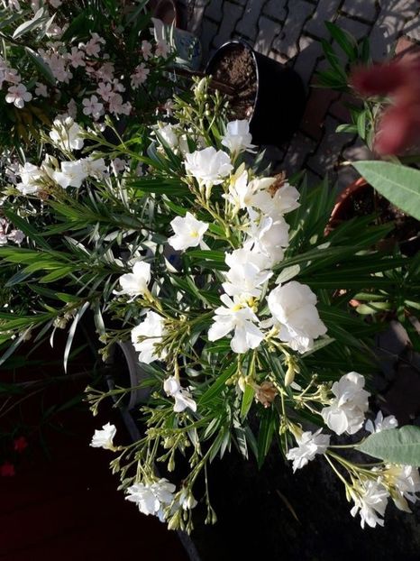  - mont blanc leandru nr 22