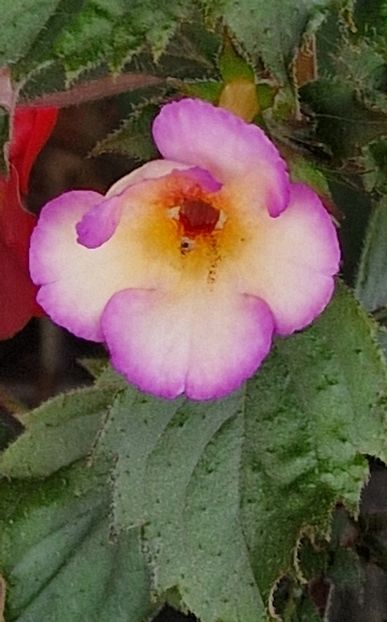 Shy Sun - Achimenes 2023