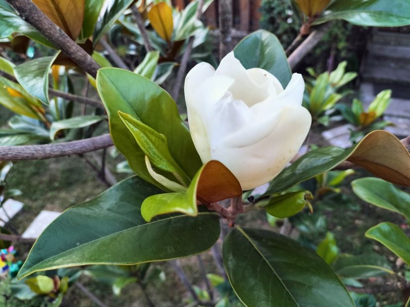 IMG20230714204618 - Magnolia grandiflora gallisoniensis