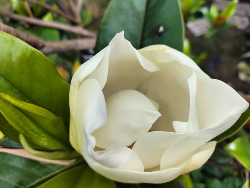 IMG20230714084959 - Magnolia grandiflora gallisoniensis